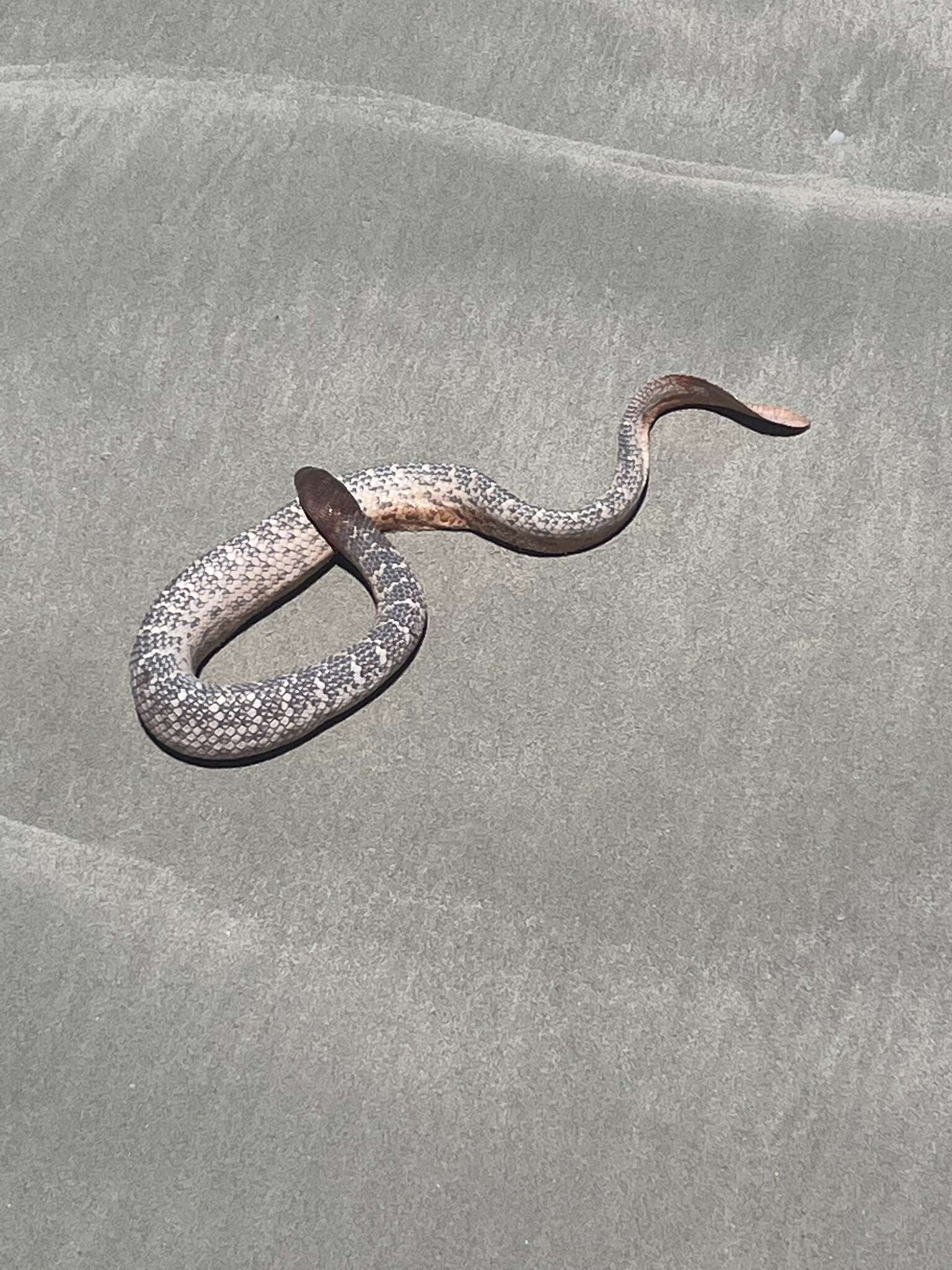 Image of Olive Sea Snakes