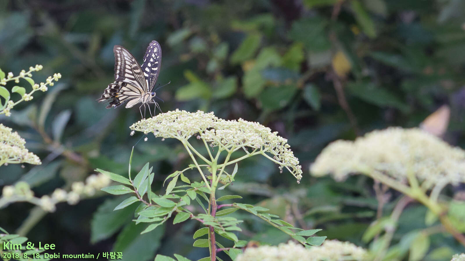 Image of Asian swallowtail