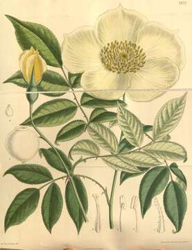 Image of Rosa odorata var. gigantea (Collett ex Crép.) Rehd. & E. H. Wilson