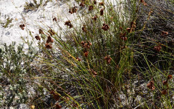 Image of Staberoha banksii Pillans