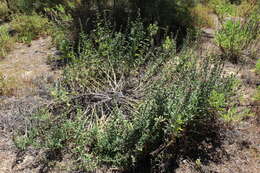 Plancia ëd Echium rosulatum Lange