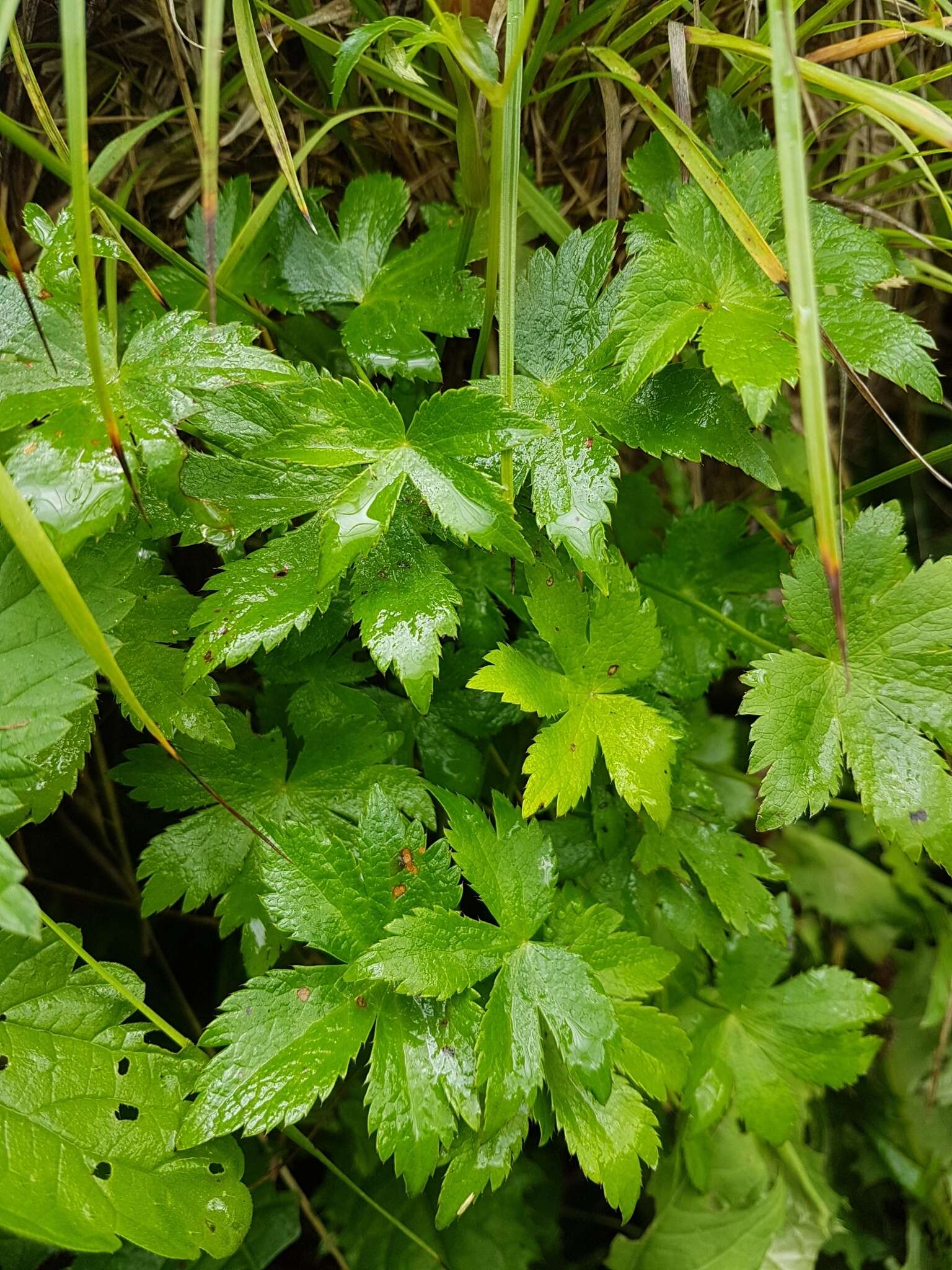 Imagem de Astrantia carniolica Jacq.