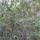 Image of African olive