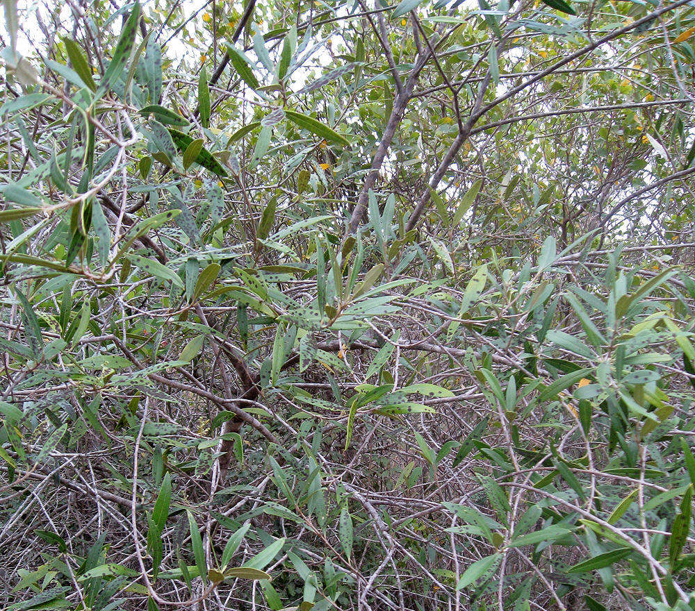 Image de Olea europaea subsp. cuspidata (Wall. & G. Don) Cif.