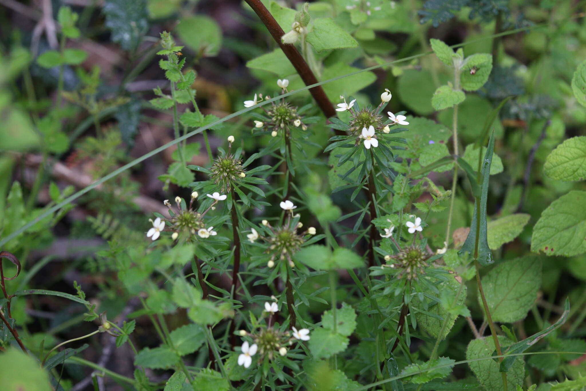 Image of Stylidium rhynchocarpum Sond.