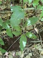 Image of Hieracium lachenalii subsp. lachenalii