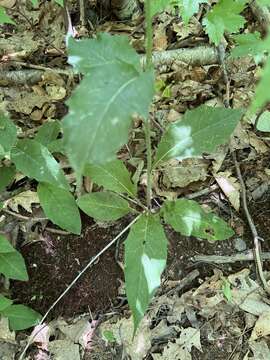 Image of Hieracium lachenalii subsp. lachenalii