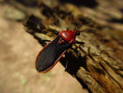 Image of Cricetopareis tucumana (Berg 1884)