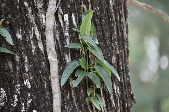 Image of Parsonsia velutina R. Br.