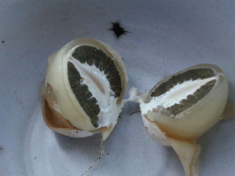 Image of Stinkhorn