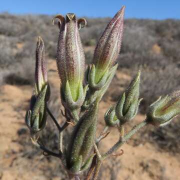 Image of Tylecodon striatus (P. C. Hutch.) H. Tölken