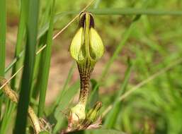 صورة Ceropegia hirsuta Wight & Arn.