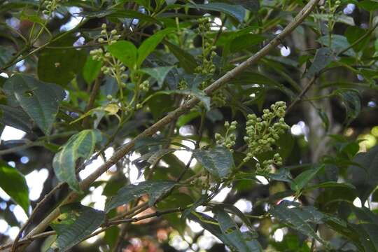 Sivun Miconia glaberrima (Schltdl.) Naud. kuva