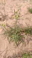 Image of Hieracium umbellatum subsp. filifolium (Üksip) Tzvel.