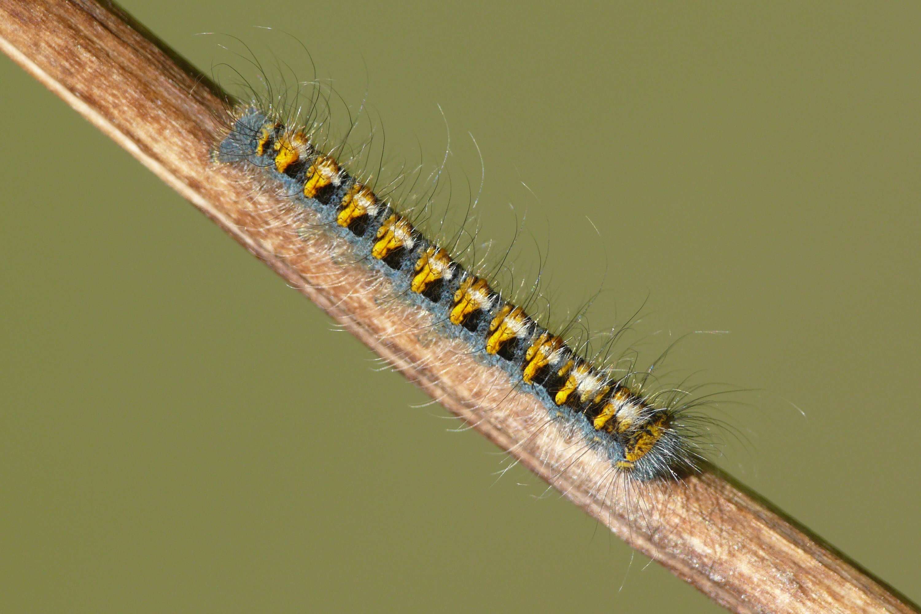 Image of oak eggar