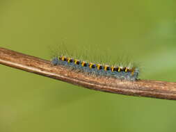 Image of oak eggar