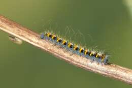 Image of oak eggar