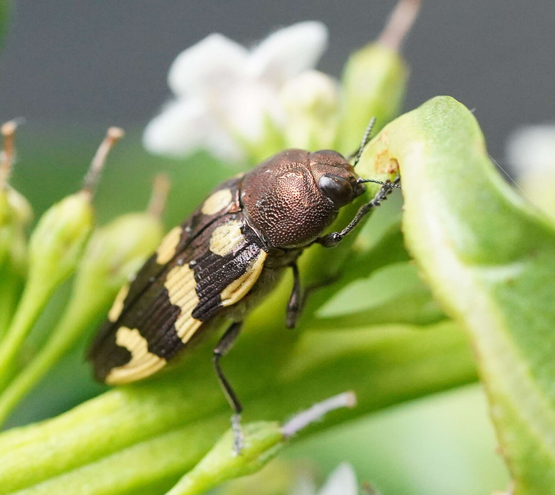 Image of Castiarina cupreoflava (Saunders 1869)