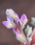 Image of Orcutt's lupine