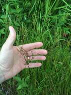 Image of Narrow-Panicle Rush