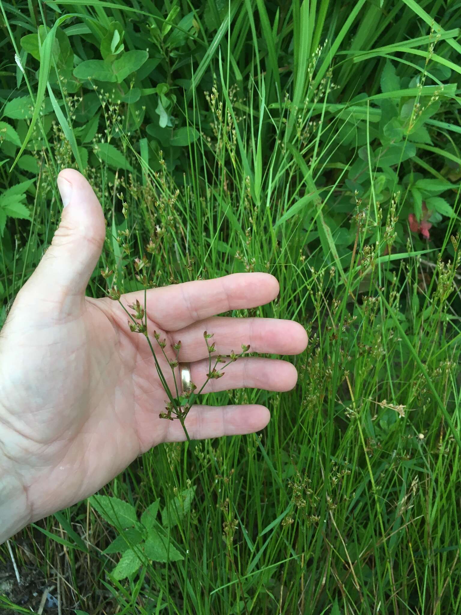 Image of Narrow-Panicle Rush