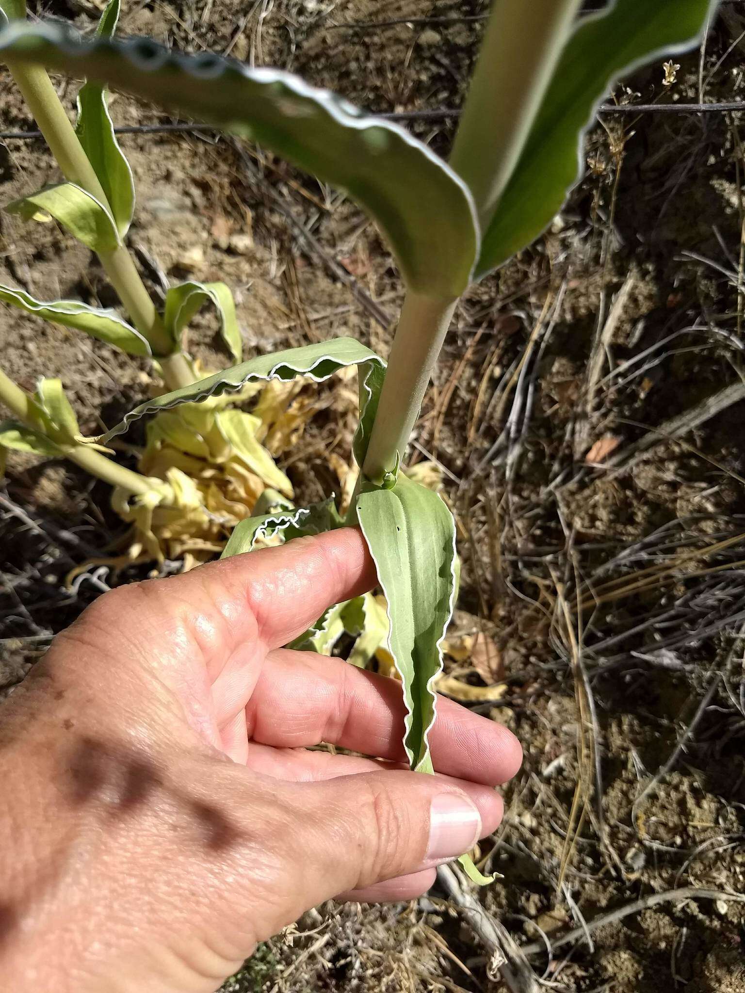 Image of Coahuila frasera