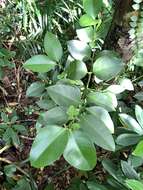 Image of Garcinia linii C. E. Chang