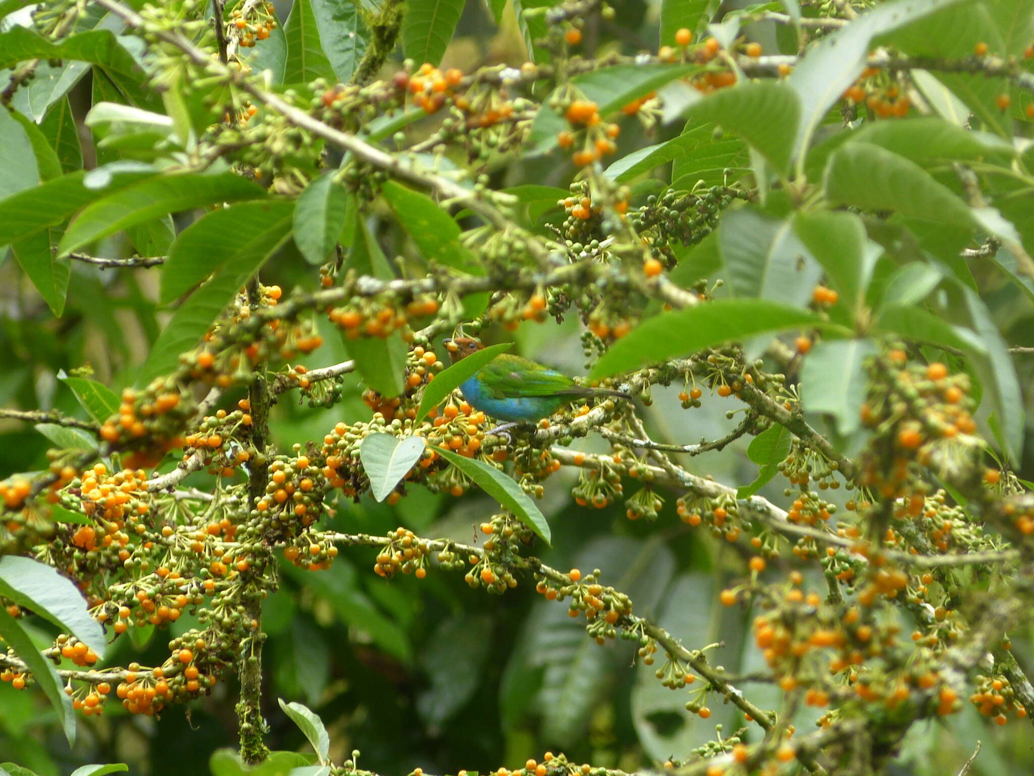 Image of Bay-headed Tanager