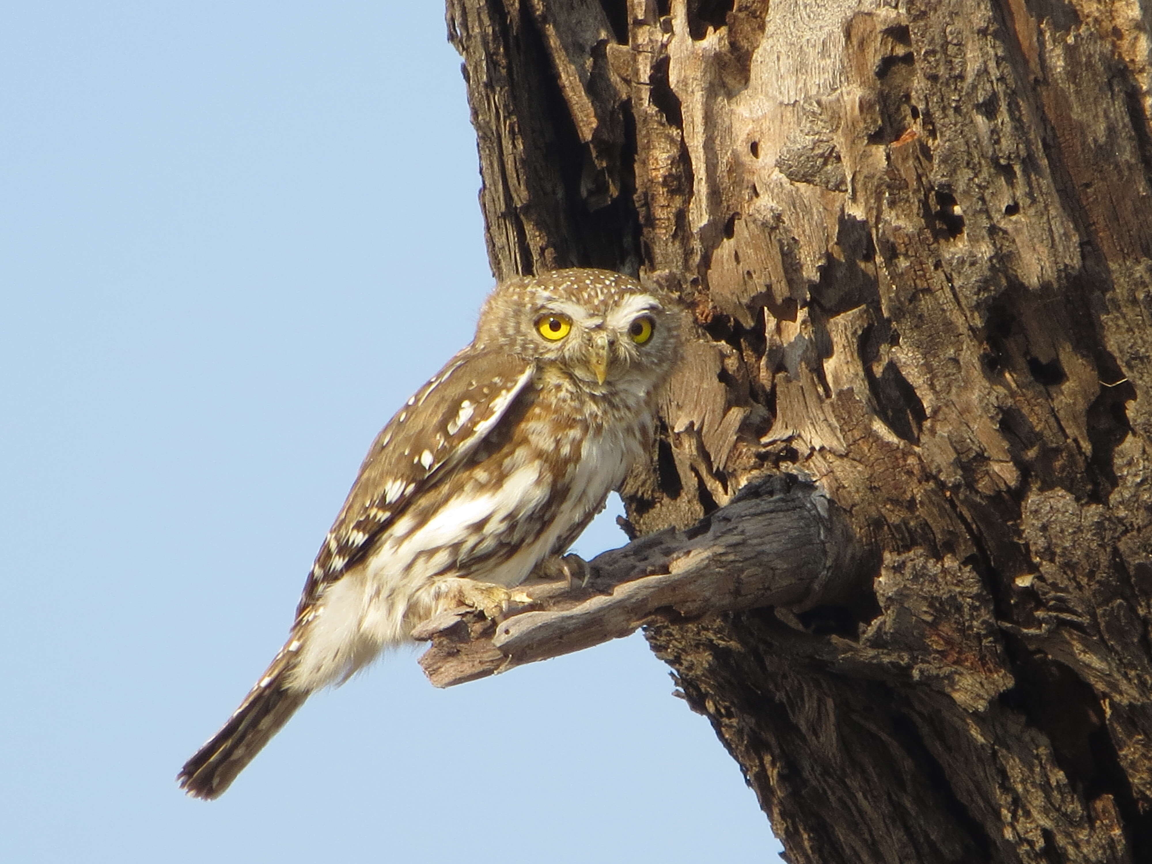 Image of Pearl-spotted Owlet