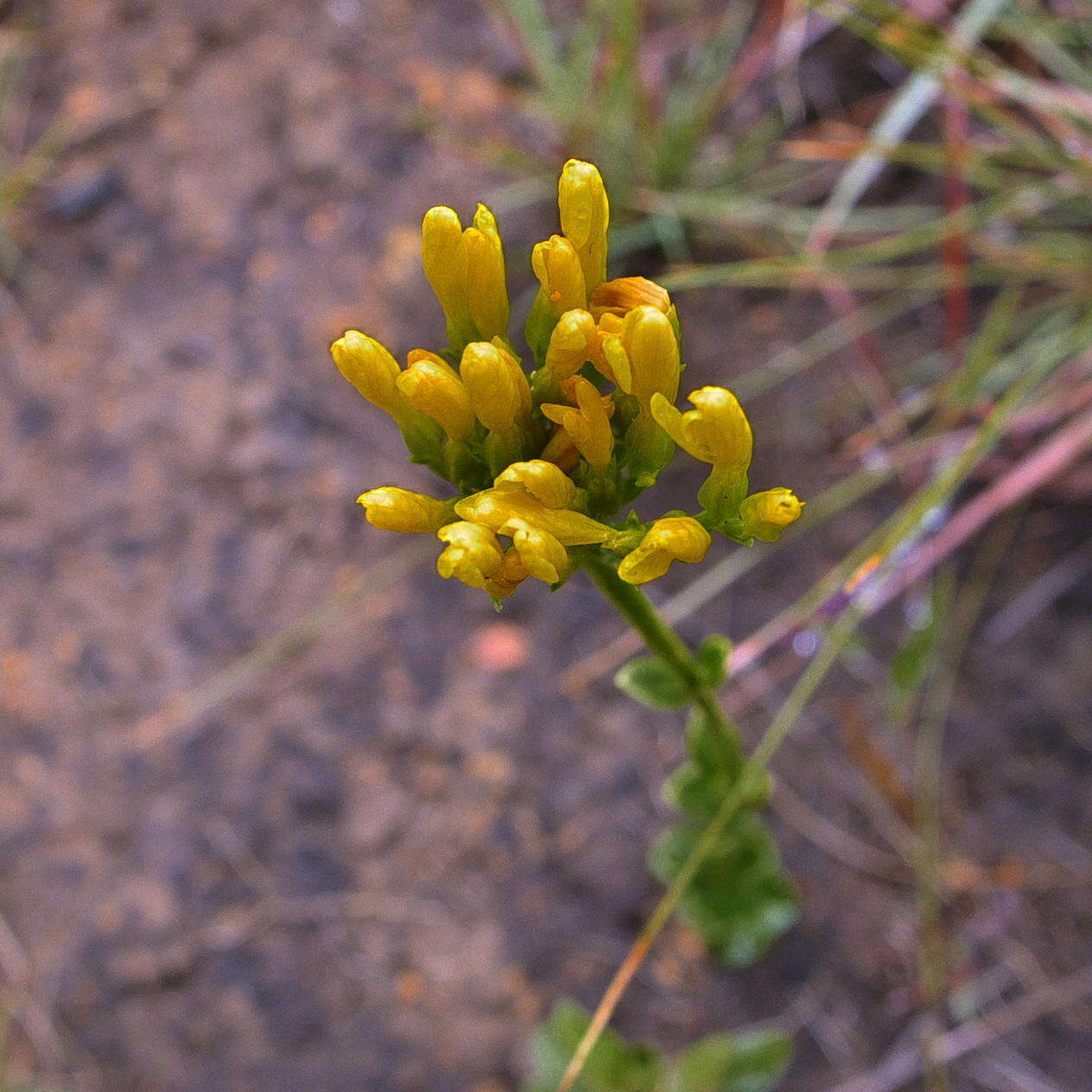 Image of Sebaea natalensis (Schinz) Schinz