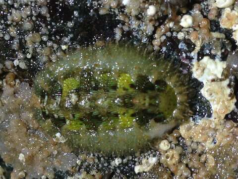 Image of hairy chiton