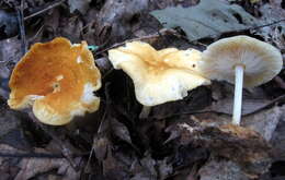 Image of Marasmius strictipes (Peck) Singer 1943