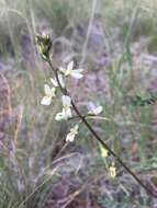 Image of Rusby's milkvetch