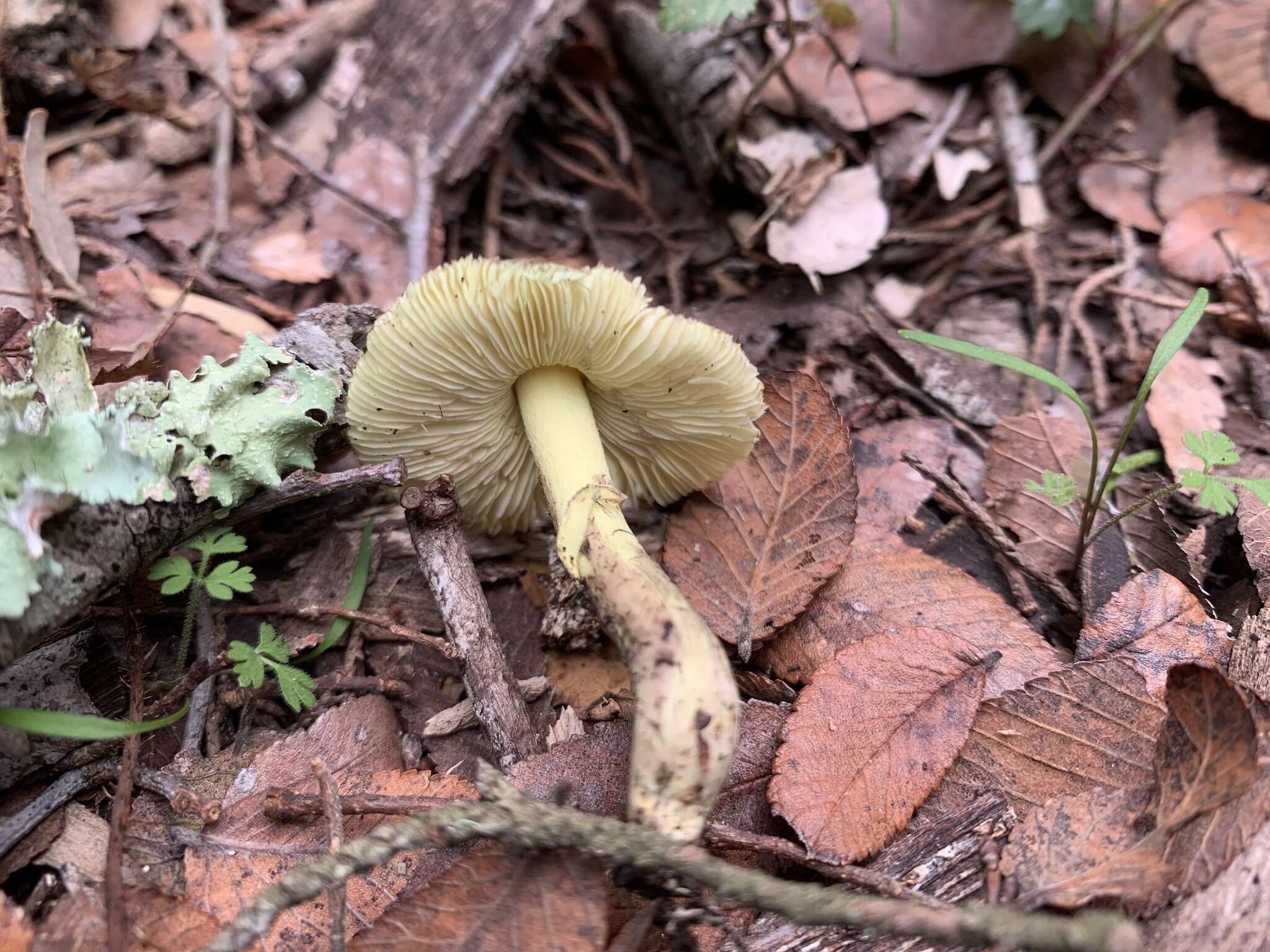 Image of Leucocoprinus viridiflavoides (B. P. Akers & Angels) E. Ludw. 2012