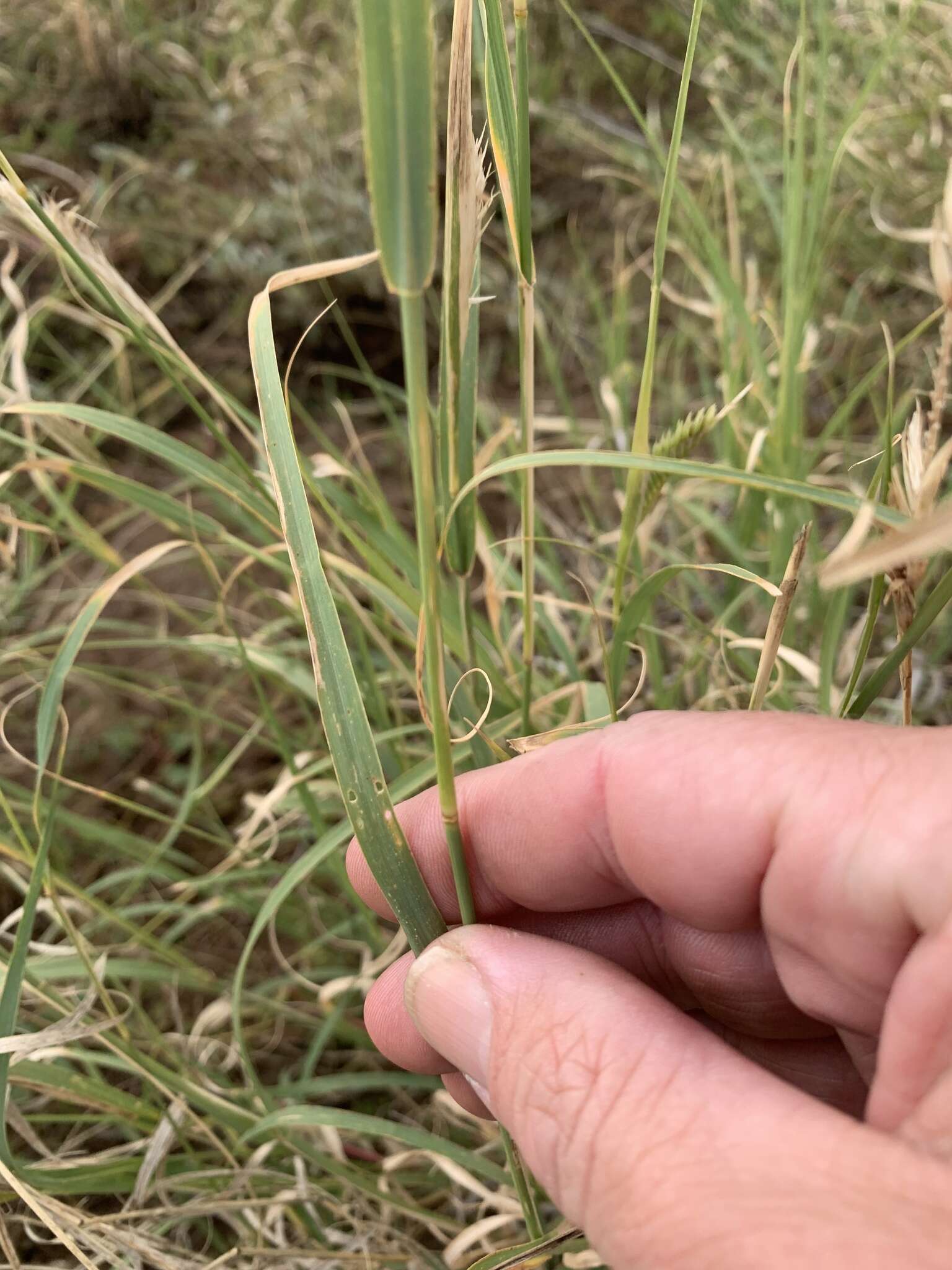 Слика од Astrebla pectinata (Lindl.) F. Muell. ex Benth.