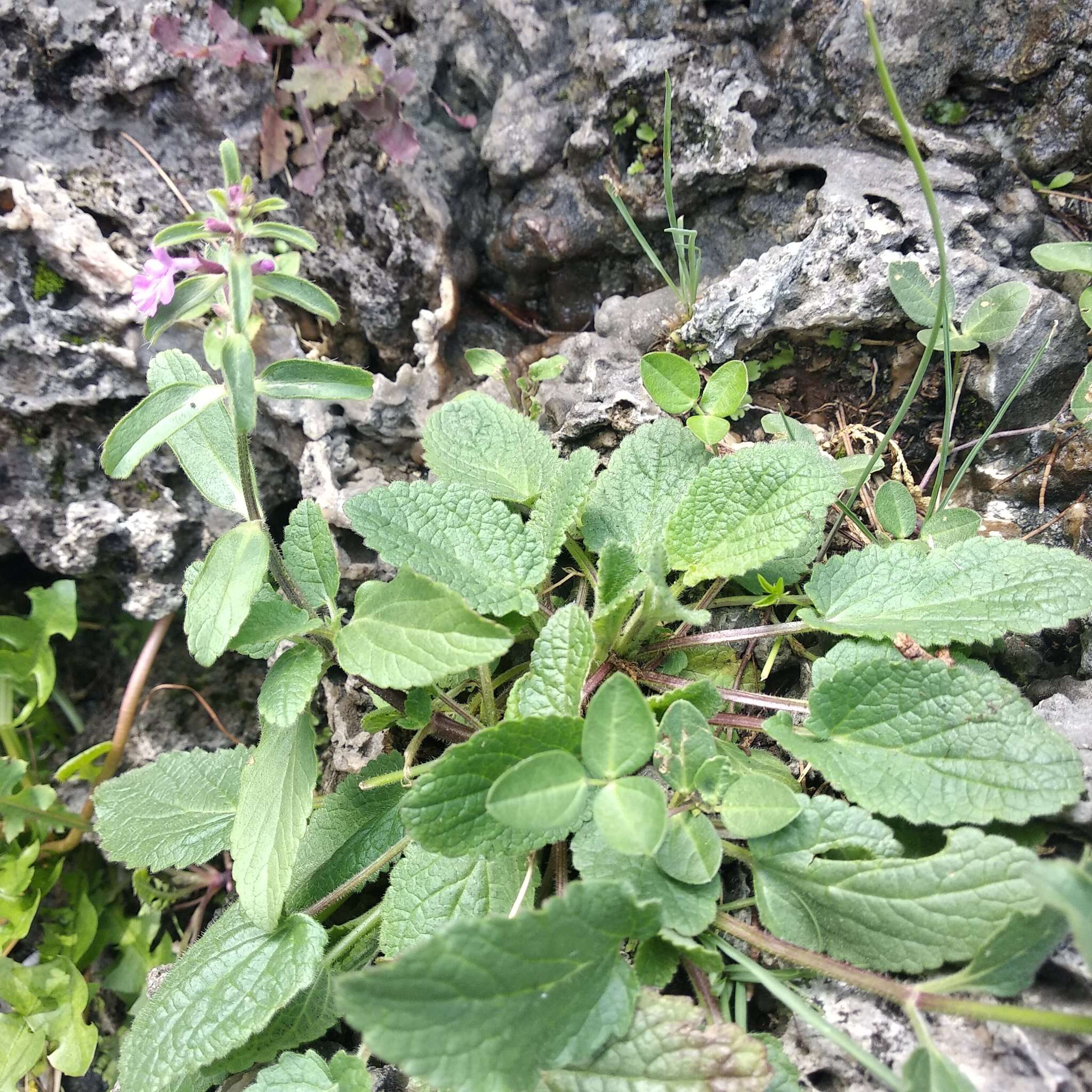 Image of Stachys keerlii Benth.