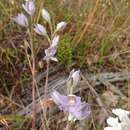 Image de Thelymitra glaucophylla R. J. Bates ex Jeanes