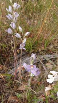 صورة Thelymitra glaucophylla R. J. Bates ex Jeanes