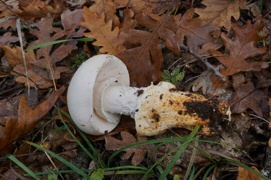 Image of Amanita proxima Dumée 1916