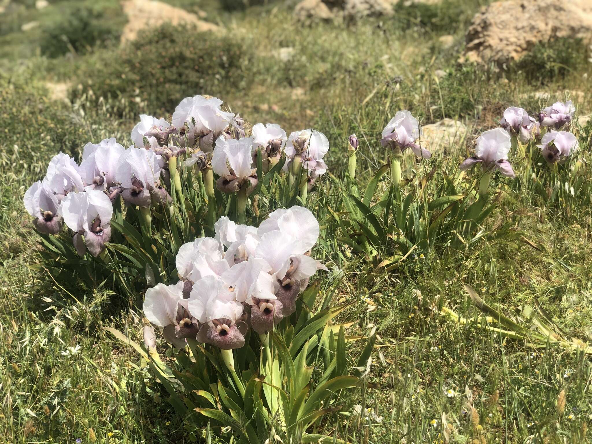 Image of Iris lortetii var. samariae (Dinsm.) Feinbrun
