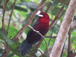 Image of Silver-beaked Tanager