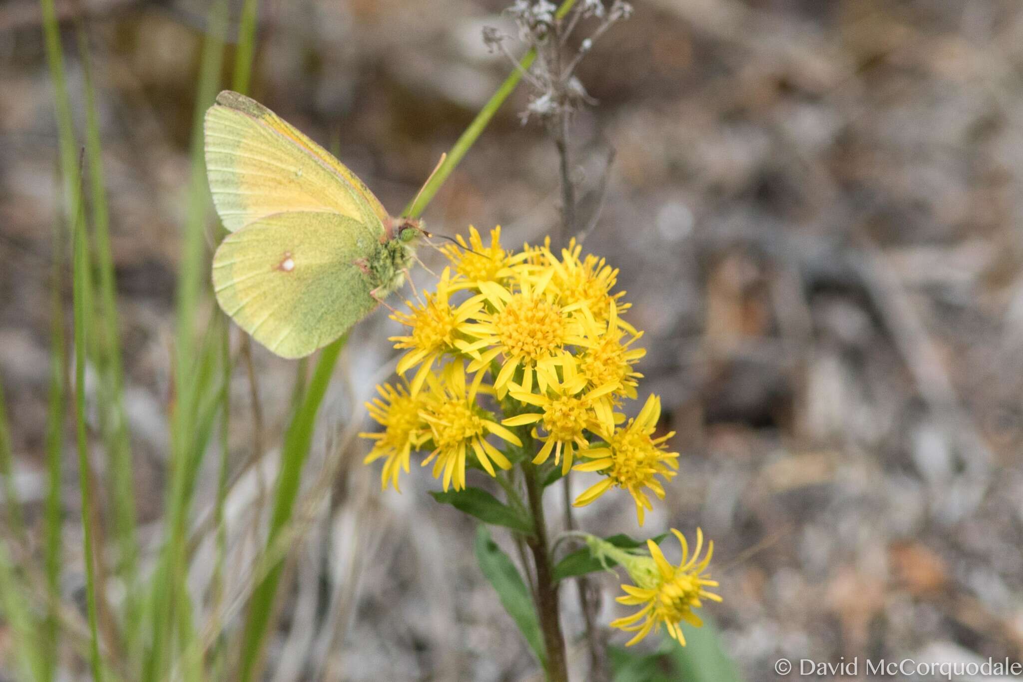 Imagem de Colias canadensis Ferris 1982