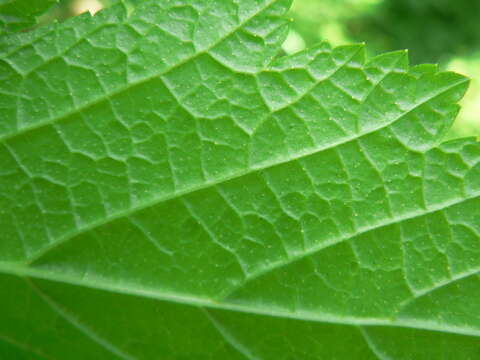 Image of stink currant