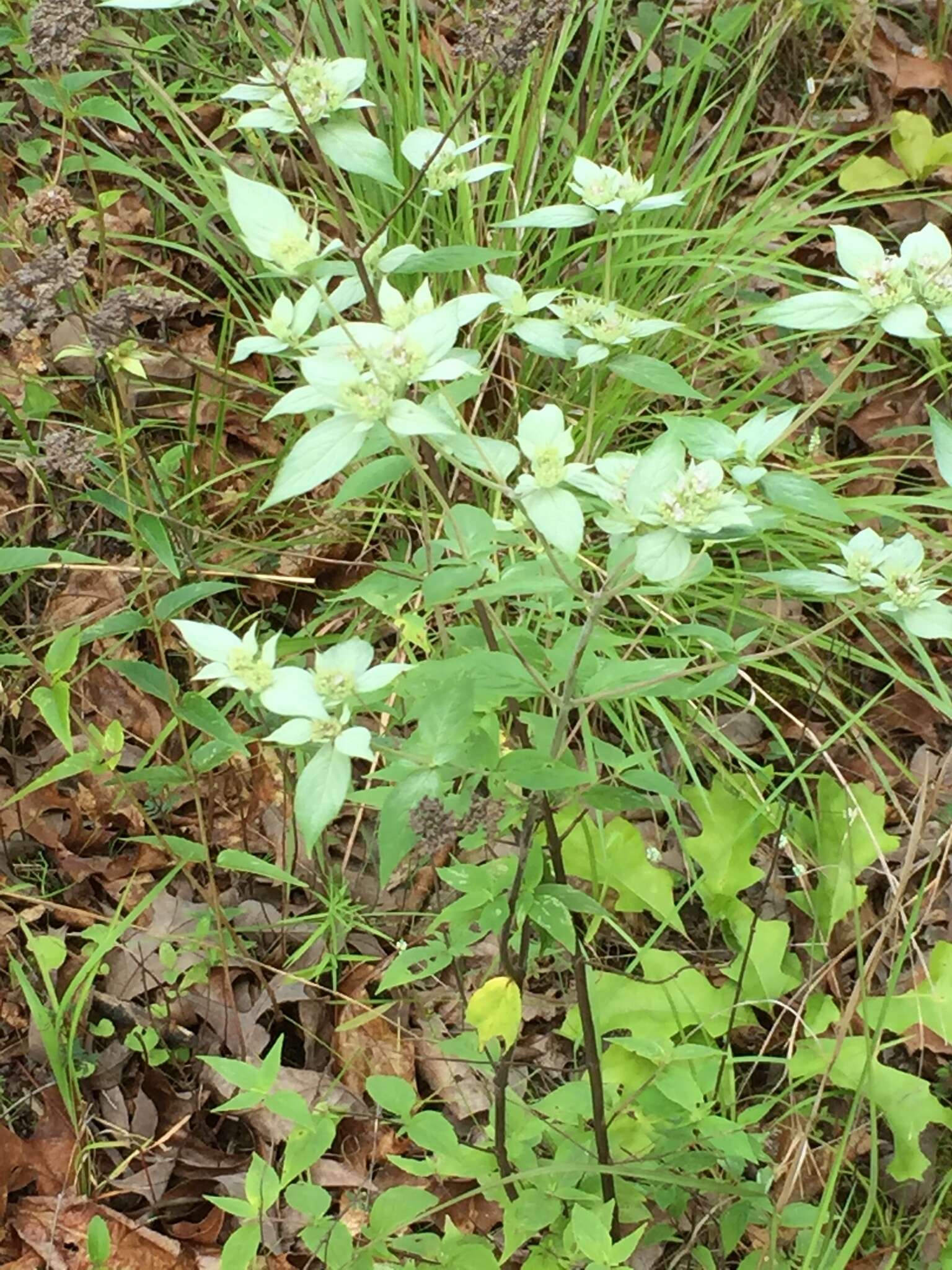 Image de Pycnanthemum loomisii Nutt.