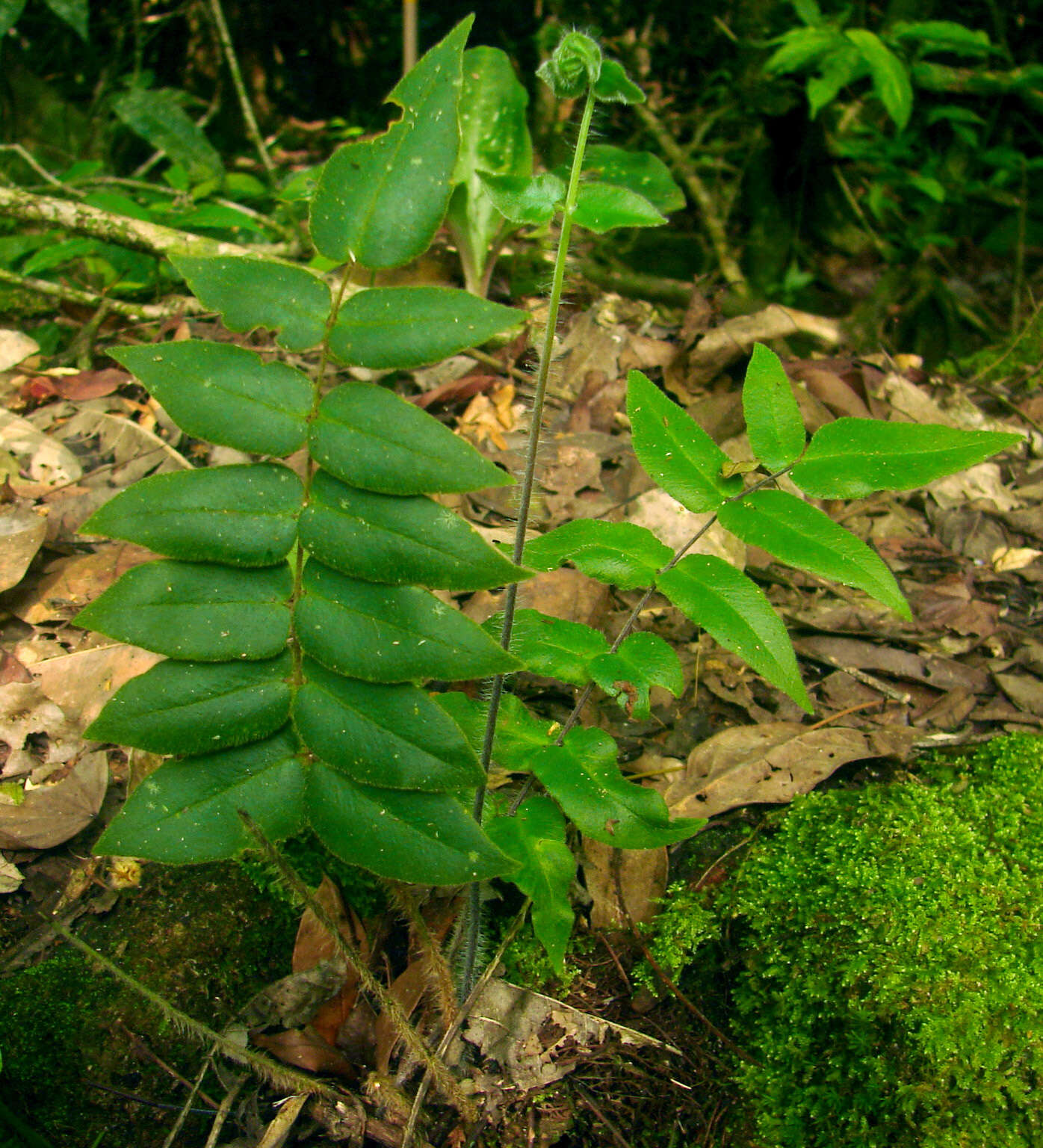 Image de Hemionitis rufa (L.) Sw.