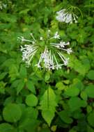 Image of largeflower valerian