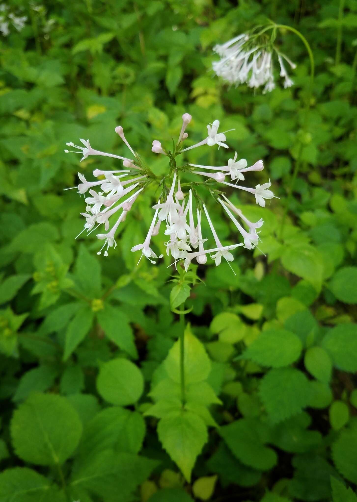 Image of largeflower valerian