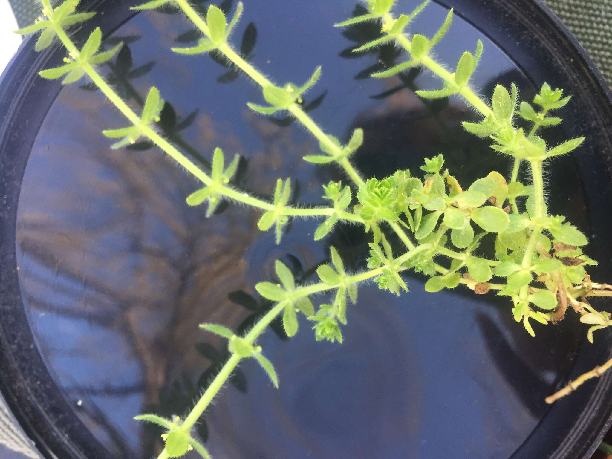 Image of piedmont bedstraw