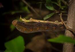 Image of Macroglossum errans