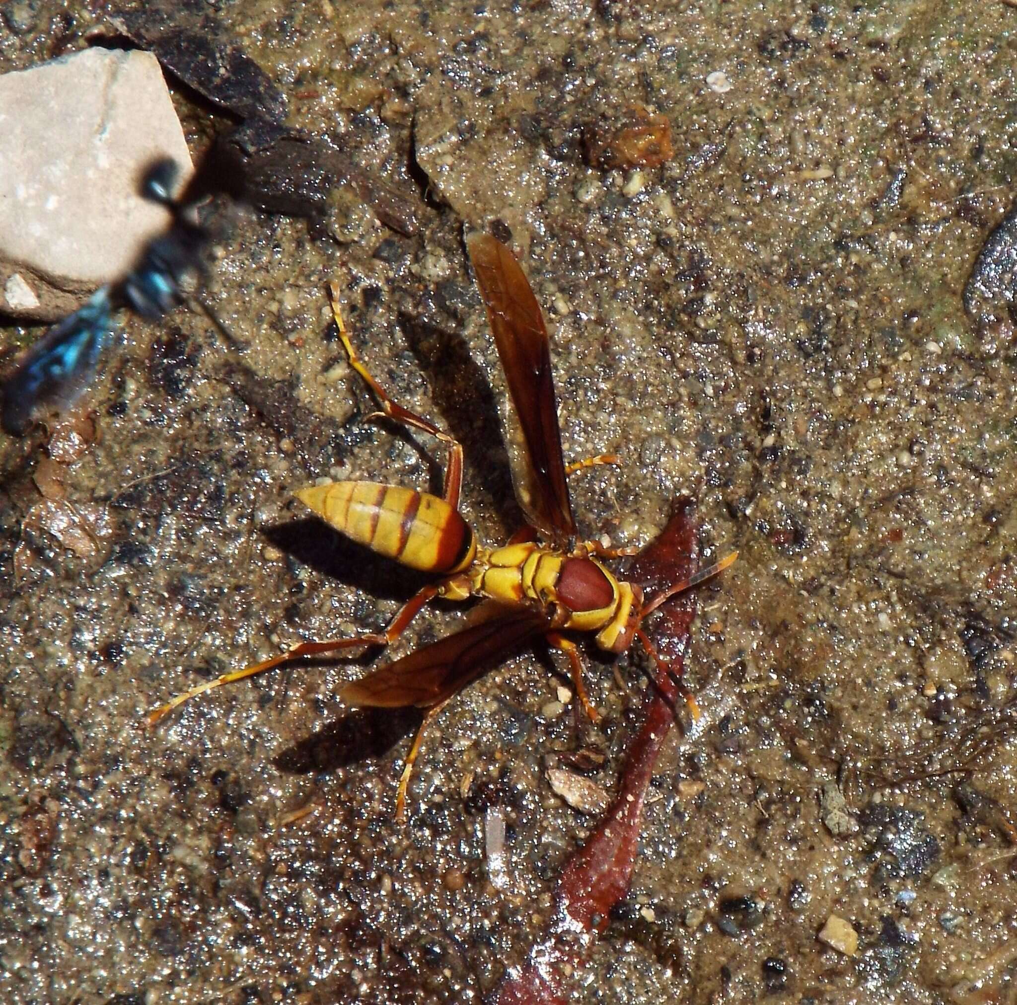 Image of <i>Polistes <i>major</i></i> major